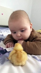 Cute Baby Meets a Newly Hatched Chick