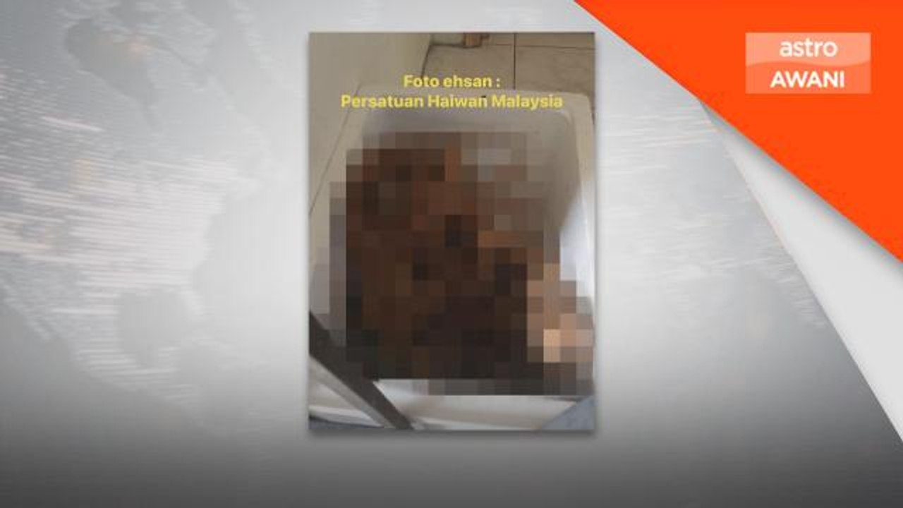 Suspek dilihat sebagai pencinta haiwan - Jiran