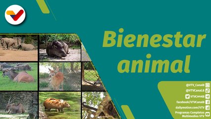 Download Video: Punto Verde | Bienestar animal en el Parque Zoológico Caricuao