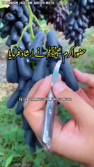 #Madina #makkah #mecca #warispak #dildarpiyaoliya #status #qawwali #quran #whatsapp