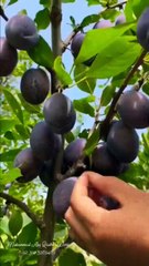 #Madina #makkah #mecca #warispak #dildarpiyaoliya #status #qawwali #quran #whatsapp