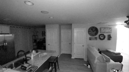 What Cats Do When Someone Falls Down The Stairs