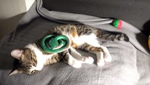 A Cat Is Attacked by a Snake
