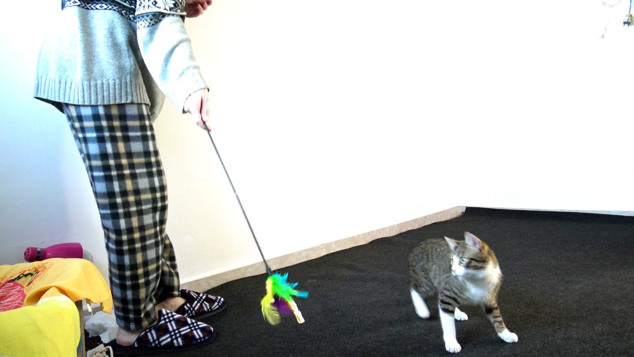 A Jumping Cat