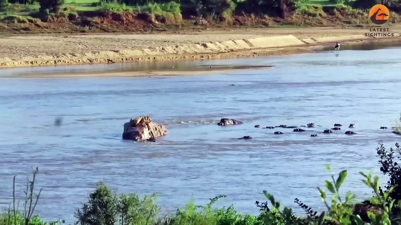 Stranded Lion Gets Surrounded & Attacked by Hippos