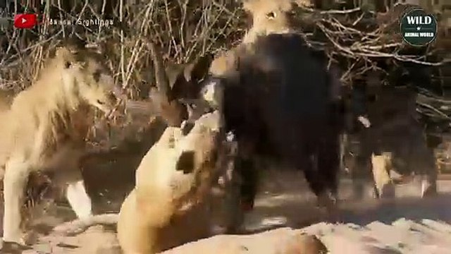 Oh My God ! 15 Times Lion Target Newborn Preys That Going To Give You Anxiety