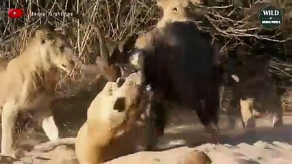 Oh My God ! 15 Times Lion Target Newborn Preys That Going To Give You Anxiety