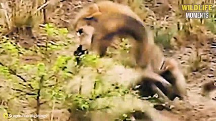 Merciless Moments Of Lion, Hyena Living Their Last Minutes   Wildlife Moments