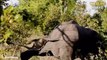 Lion Injured After 45 Unlucky Moments Lion Hunt Fails Caught On Camera