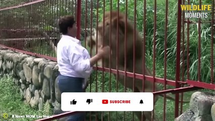 King's Last Minute! 45 Pitiful Moments Lions Are Sick & Di.e Slowly