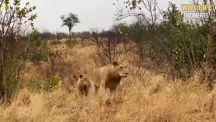 Heart Attack! 45 Scariest Moments Buffalo Turn Lion Into Prey @swagwildlifemoments