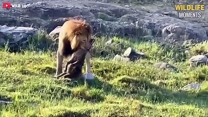 Epic Moments Lions Fight & Eat Other Predators - Wildlife Moments