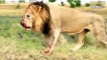 Buffalo Trampled Lion & 45 Craziest Moments Lion Messed With The Wrong Opponent