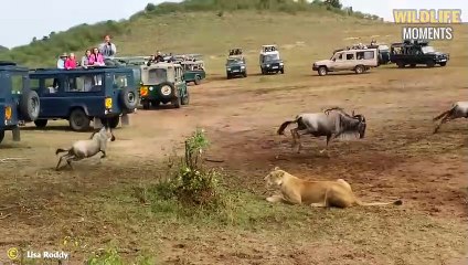 Brutal Lion King! 45 Impressive Moments Lion Hunting Caught On Camera
