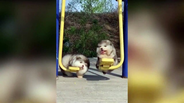 funny dogs Gentle Golden Retriever Dog And Cuddly Kitten Are Best Friends- Cute Puppies Howl