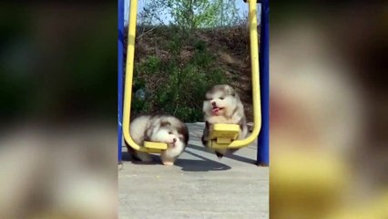 funny dogs Gentle Golden Retriever Dog And Cuddly Kitten Are Best Friends- Cute  Puppies Howl