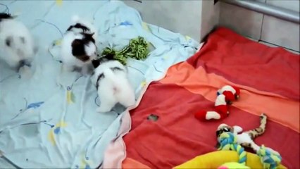 [HOT] Funny Cat and Dog videos try not to laugh Funny video Funny Cat 2015