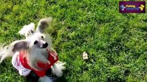Speaking dogs Compilation 2015   Funny dog Videos   HD   720p