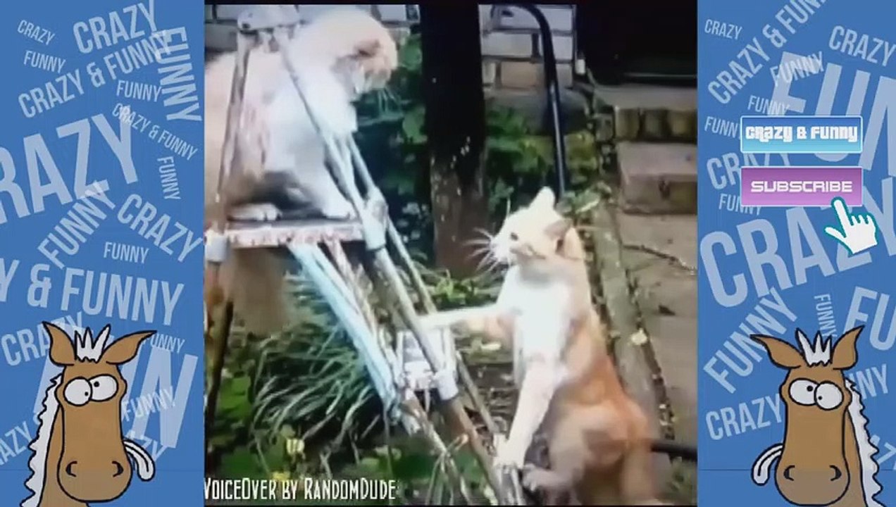 Funny Animals Voice Over Vine Compilation Vidéo Dailymotion