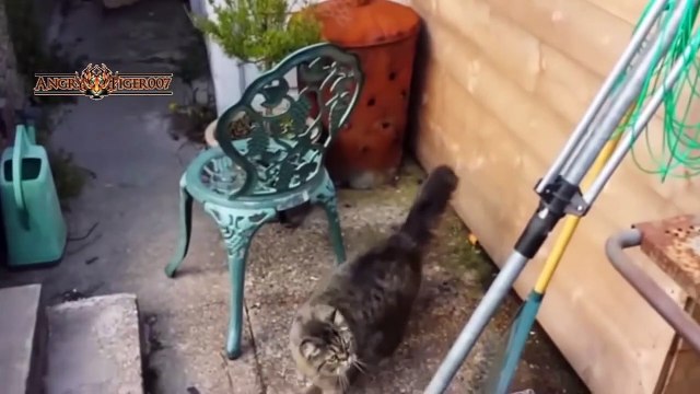 BEST,Epic Funny Cats Jump Fail Compilation