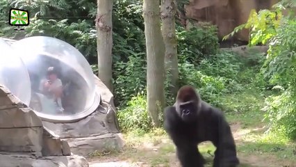 Zoo Animal Attacks ★ Animals That Don't Know What Glass Is! (HD) [Epic Laughs]