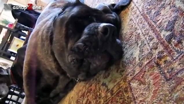 Funny Dogs Barking - A Funny Dog Barking Videos Compilation 2015