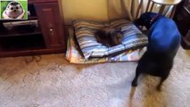 Funny Cats Stealing Dog Beds Compilation 2016 HD