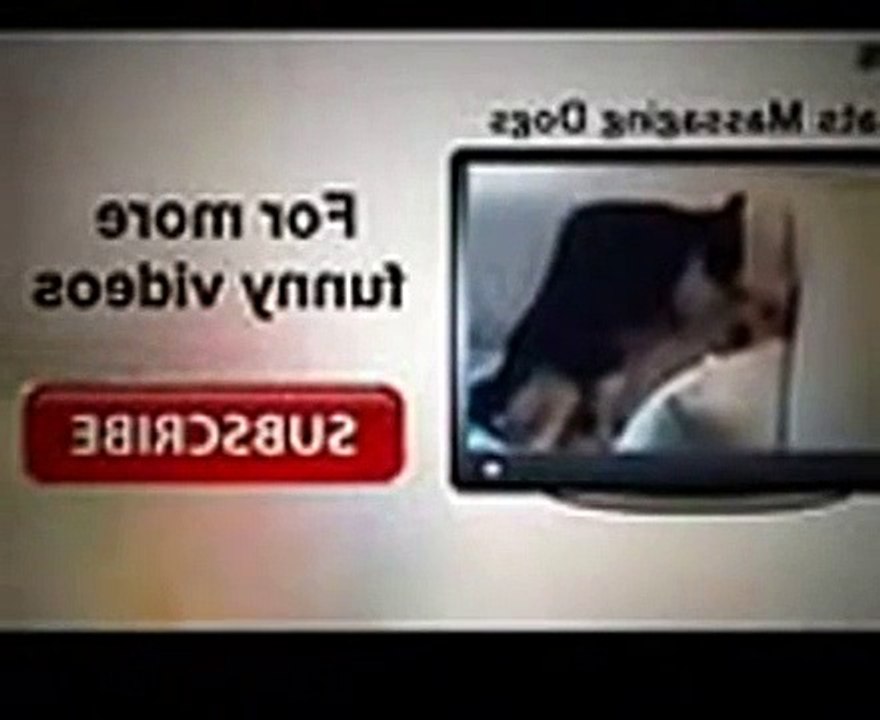 Funny Animals Jok s Animal Compilation Baby And Animals Funny Vid os Funny Clips Funny Clips