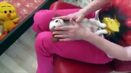 Dogs funny movements video