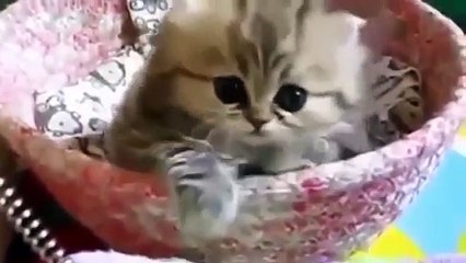Funny Videos Compilation   Funny Cats   Funny Pranks   Funny Animals Videos   Funny Baby 2015