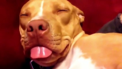 top funny dogs TRY NOT TO LAUGH -  Cute and Funny Dog Videos Compilation