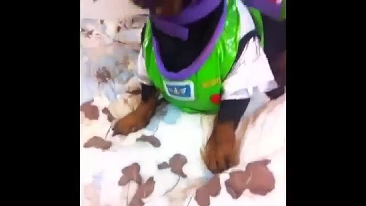 Dog Vines   Most Amazing 30 MINUTES of Dogs and Puppy Vines Compilation!