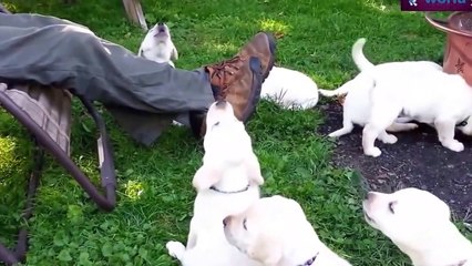 Funny Videos   Cute Puppies Dogs Compilation 2015   Dog Videos 2015   720p