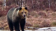 Animals Bear(Russian Bear) vs Dog   Funny bear