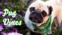 funny dog videos Cats and dogs Cute Pug Vines 2015