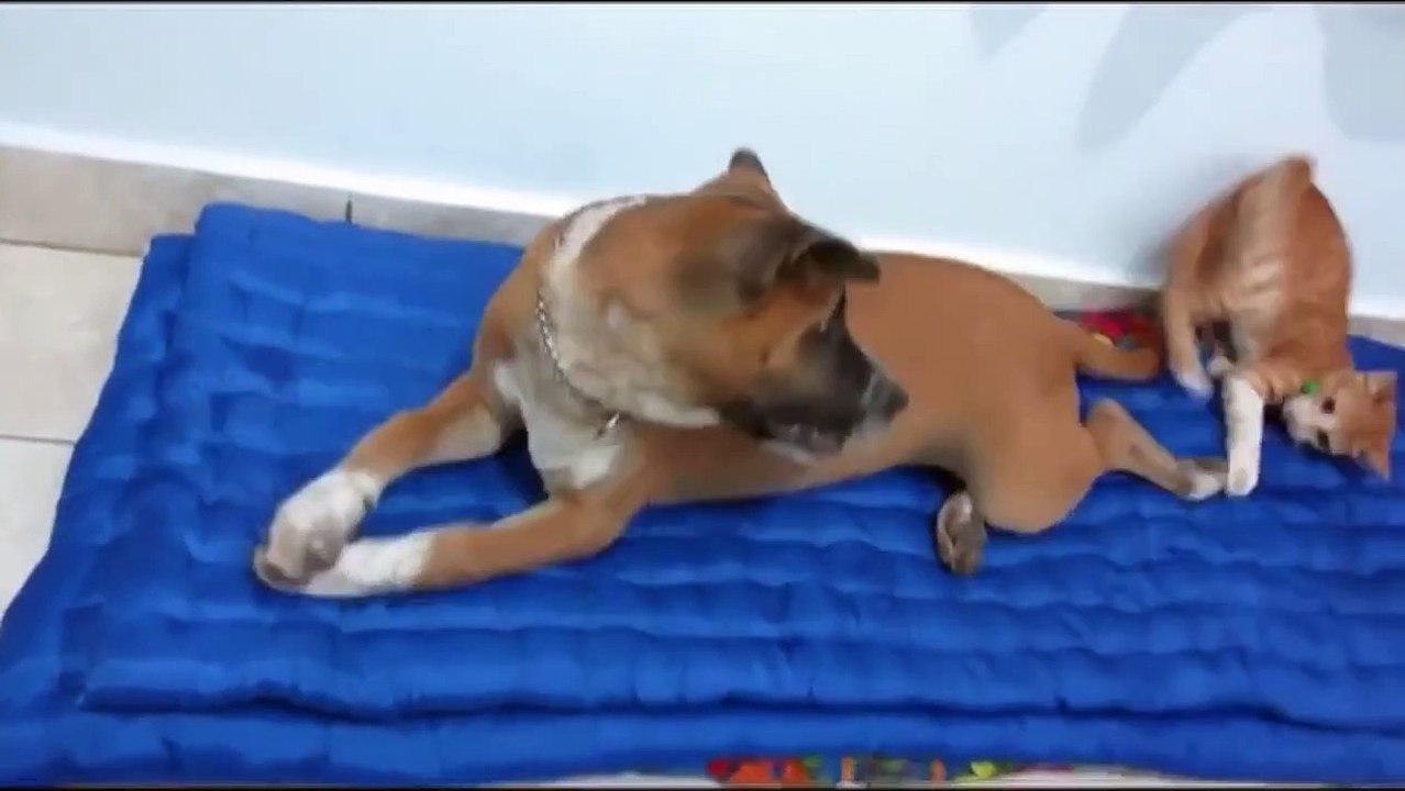 Amazing Cat and Dog Friendship, Cat and Dog Playing together - Travis and Yoda