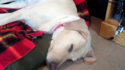 Dog Barking And Crying In Dream