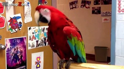 Funny Parrots - A Funny Parrot Videos Compilation 2015