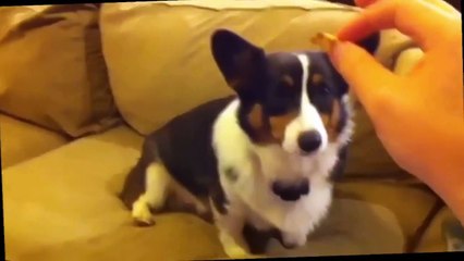 Funnies cat and dog 8