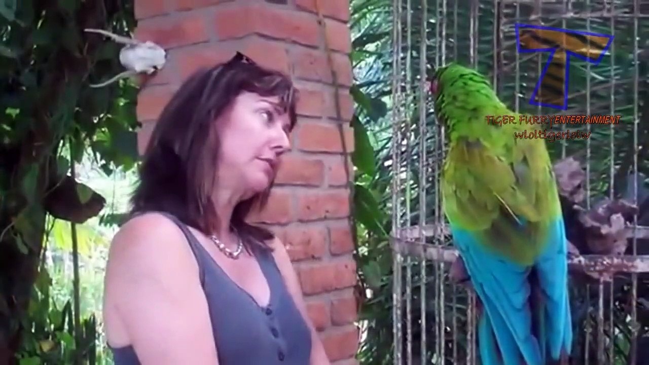 Funny parrot videos compilation