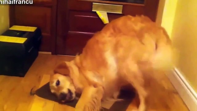 BEST FUNNY ANIMALS TRY NOT TO LAUGH Dog eats lemon ^^