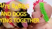 Cute babies and dogs playing together   Funny baby & dog com