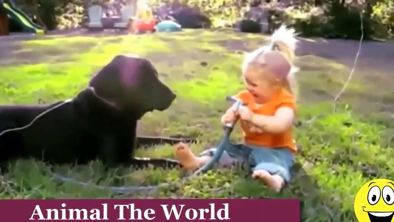 Funny Videos   Babies Laughing at Dogs   Cute dog   baby compilation  █▬█ █ ▀█▀