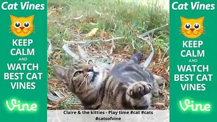 Funniest Cat Vines #83 - Updated August 28th, 2015