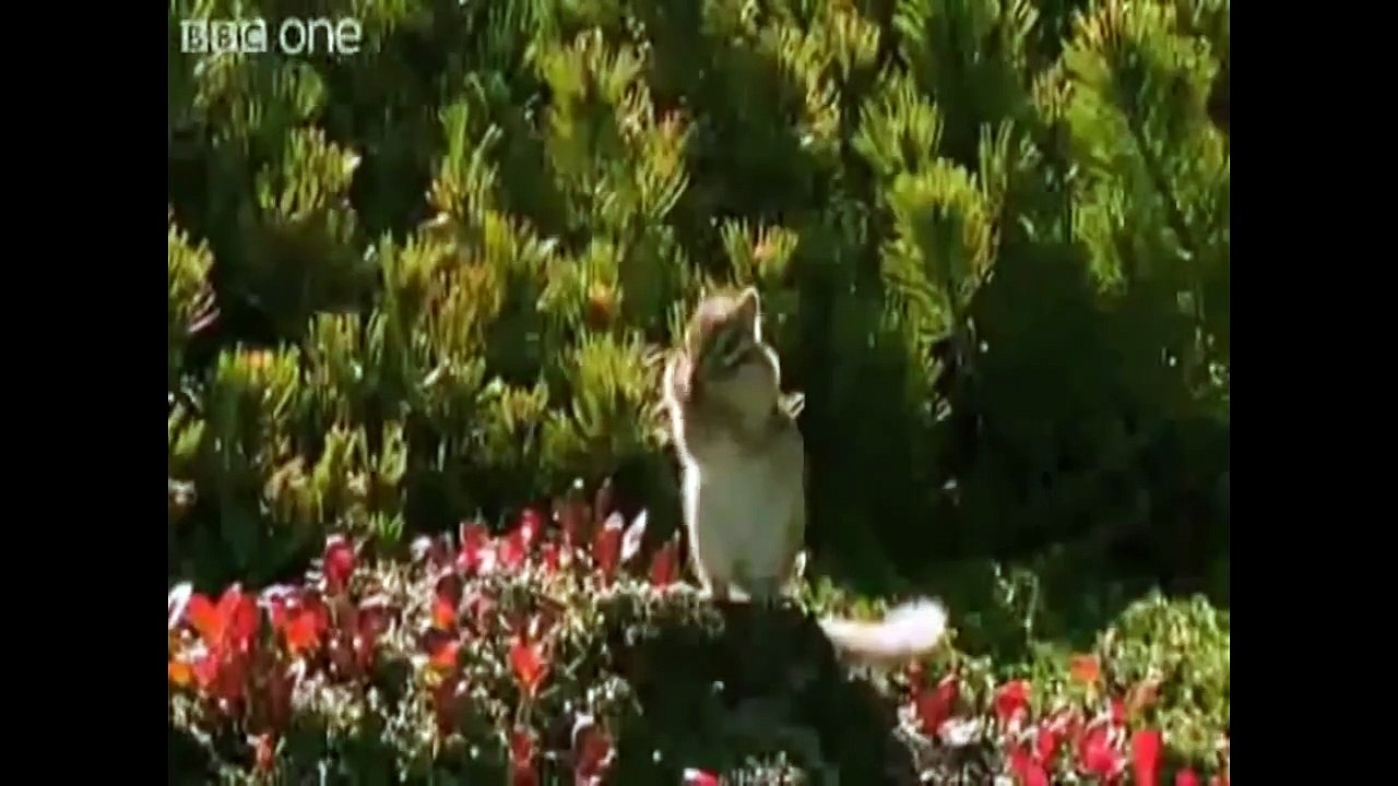 Funny  Talking Animals Are Funny