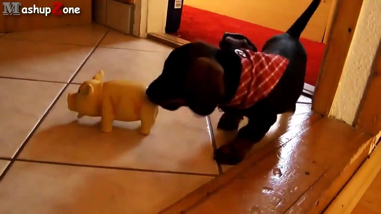 Puppies Barking Compilation   Cute Dog Barking Videos NEW  NEW funny 2015