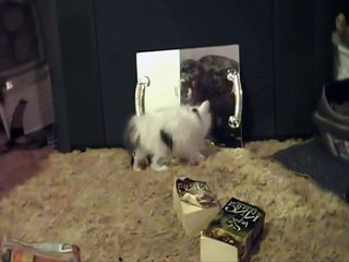 Смешные коты 24    Funny Cat Fails 2014 254