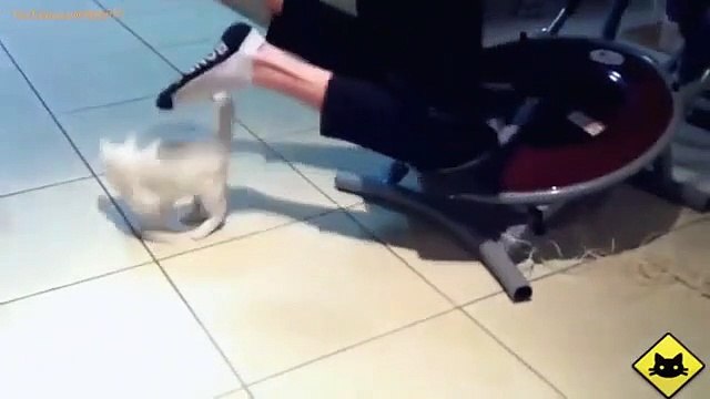 FUNNY VIDEOS Funny Cats Funny Cat Videos Funny Animals Funny Fails Cats Chasing Shadows
