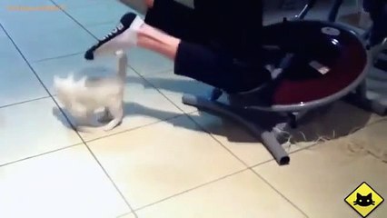 FUNNY VIDEOS  Funny Cats   Funny Cat Videos   Funny Animals   Funny Fails   Cats Chasing Shadows