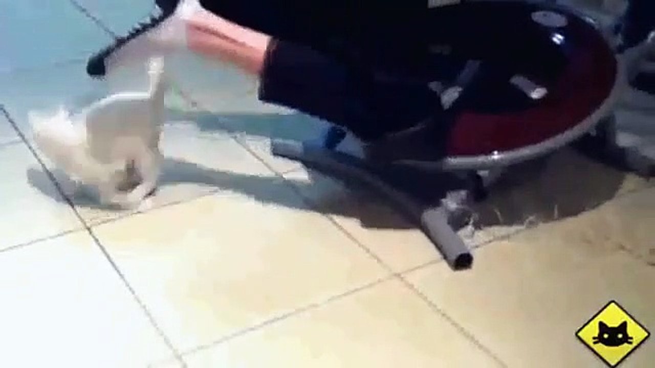 FUNNY VIDEOS Funny Cats - Funny Cat Videos - Funny Animals - Funny Fails - Cats Chasing Shadows